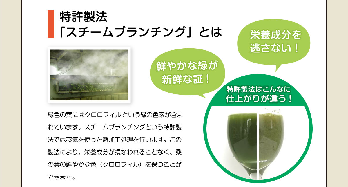 特許製法 「スチームブランチング」とは。緑色の葉にはクロロフィルという緑の色素が含まれています。スチームブランチングという特許製法では蒸気を使った熱加工処理を行います。この製法により、栄養成分が損なわれることなく、桑の葉の鮮やかな色(クロロフィル)を保つことができます。