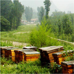 養蜂場の写真
